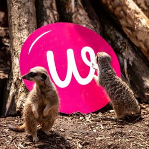 meet the meerkats experience from WonderDays